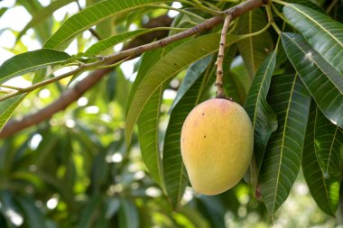 Yapraklı bir dala asılı tek bir olgun mango.