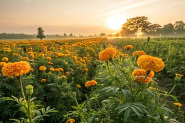 An open field of marigold flowers glowing under the sun clipart