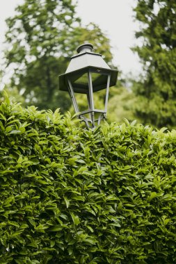 Yeşil bitkilerle dolu bir parkta eski bir lamba direğinin renkli görüntüsü. 