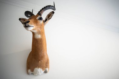 Duvarda asılı duran bir antilop avının yakın çekimi..