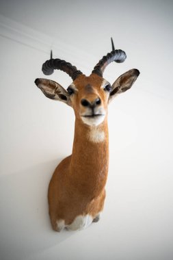 Duvarda asılı duran bir antilop avının yakın çekimi..