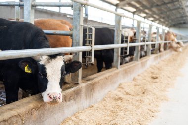 Mandıra ineklerinin kulübedeki renkli görüntüsü.
