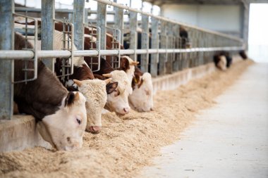 Mandıra ineklerinin kulübedeki renkli görüntüsü.