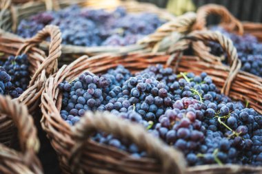 Bir sepetteki taze üzümleri yakından çek..