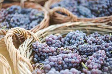 Bir sepetteki taze üzümleri yakından çek..