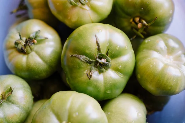 Mujer Sostiene Montón Tomates Verdes Deliciosos Inmaduros Tazón Foto Alta —  Fotos de Stock