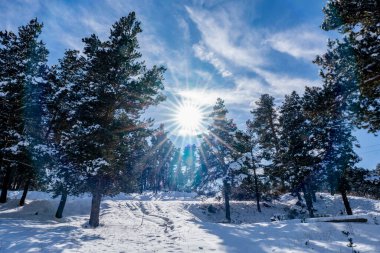 Beautiful winter landscapewith pine trees on sunny day. High quality photo