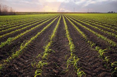 Mısır tarlasında gün batımına karşı genç mısır bitkileri. Yüksek kalite fotoğraf