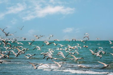 Deniz 'in üstünde mavi gökyüzüne karşı martıların manzarası. Yüksek kalite fotoğraf