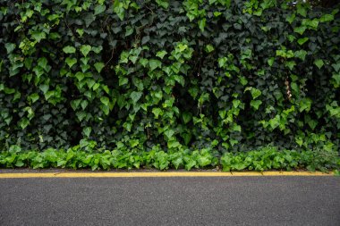 İngiliz sarmaşığıyla kaplı bir sokak. Yüksek kalite fotoğraf