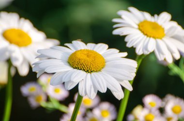 Çayırda büyüyen beyaz papatya çiçekleri. Yüksek kalite fotoğraf