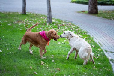 Golden Retriever 'lar çimenli bir alanda birlikte oynarlar. Yüksek kalite fotoğraf