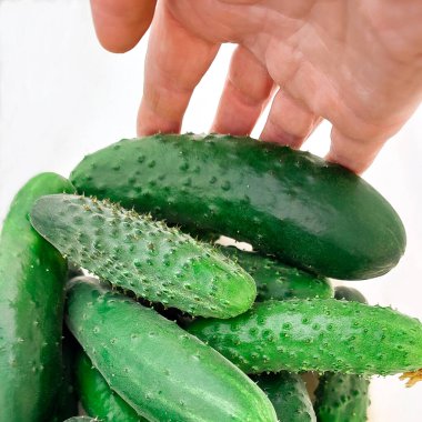 Salatalık. Taze sulu yeşil salatalık hasadı beyaz bir masada yatıyor.