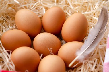 Yuvalı taze tavuk yumurtaları, yuvadaki kahverengi yumurtalar.