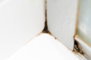 Black mold on white tiles in the shower. Fungus. Mold. Ecology