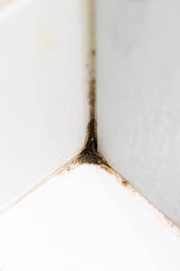 Black mold on white tiles in the shower. Fungus. Mold. Ecology