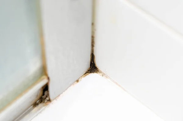 Black mold on white tiles in the shower. Fungus. Mold. Ecology