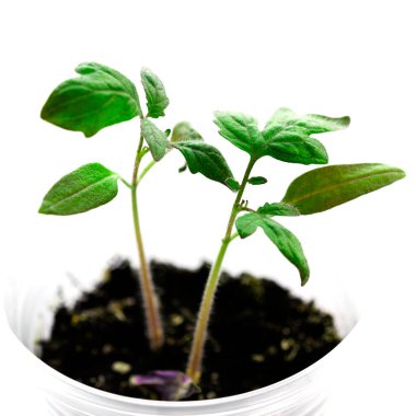 Genç domateslerin yeşil tohumları seraya ekilmeye hazır.