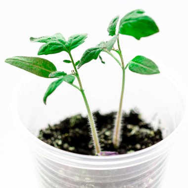 Genç domates tohumları seraya ekilmek için hazır. bitkiler.