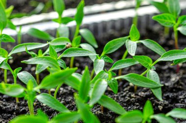 Biber tohumları fidanlar için toprakta yetişir ve seraya ekilmeye hazırdır. bitkiler
