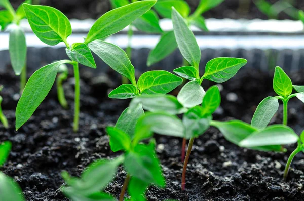 Pepper Seedlings Grow Soil Seedlings Ready Planting Greenhouse Plants — Stock Photo, Image