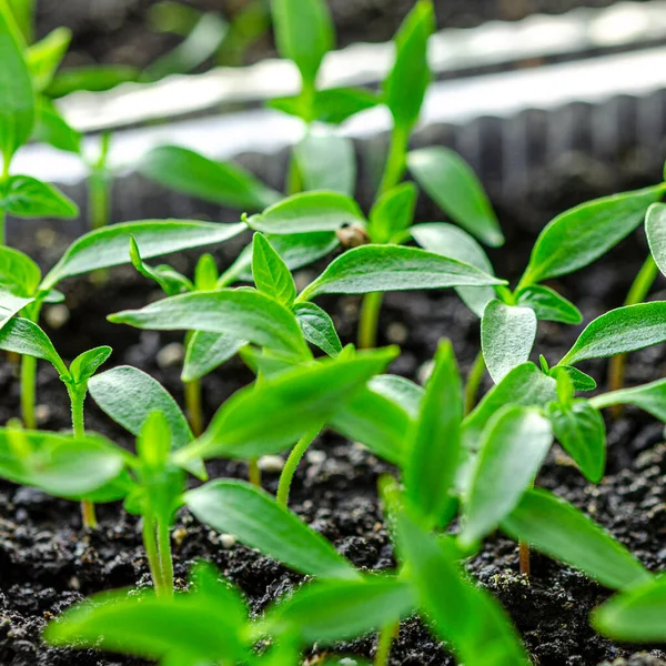 stock image Young green seedlings of sweet peppers are ready for planting in the greenhouse. plants