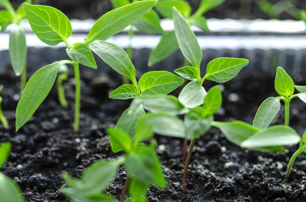 辣椒幼苗在土壤中生长 准备在温室里种植 免版税图库照片