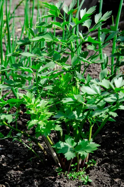 Arbusto Verde Levisticum Officinale Cresce Jardim Ervas — Fotografia de Stock