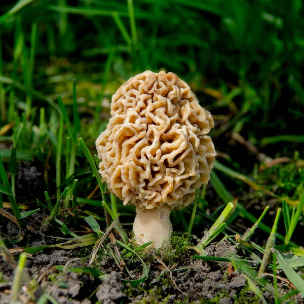 Morchella Esculenta Mushroom Growing Green Grass Mushrooms Spring — Stock Photo, Image
