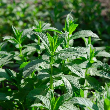 Sulu yeşil çalılar Mentha piperita bahar bahçesinde yetişir. Taze yeşil nane