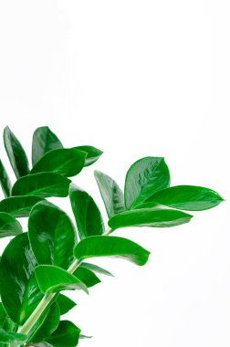 Yeşil Zamioculcas beyaz arka plana yakın plan bırakır. ev bitkileri