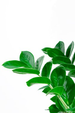 Yeşil Zamioculcas beyaz arka plana yakın plan bırakır. ev bitkileri