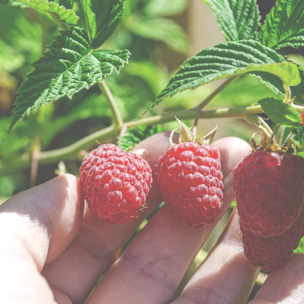 Picking Raspberries Bright Juicy Raspberries — Stock Photo, Image