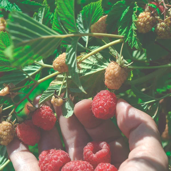 Picking Berries Ripe Juicy Raspberries Womans Hand — Stock Photo, Image