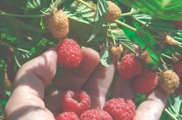 Picking Berries Ripe Juicy Raspberries Womans Hand — Stock Photo, Image