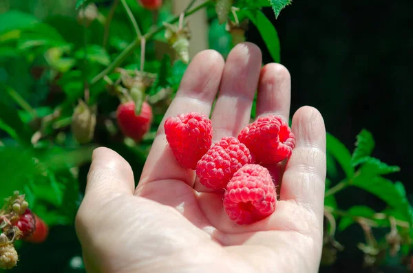 Ripe Juicy Raspberries Woman Hand Harvesting Raspberries — Stock Photo, Image