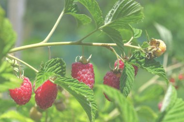 Ahududu. Bahçede sulu, olgun organik ahududular