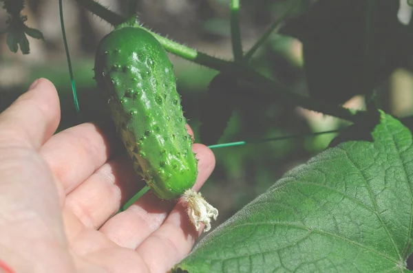 A womans hand picks cucumbers. Harvesting organic cucumbers.