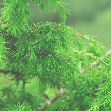 Yağmurdan sonra çiy damlalarıyla genç yeşil ardıç çalısı