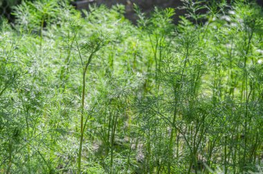 Sağlıklı beslenme. Bahçede taze, yeşil, organik dereotu yetişiyor..