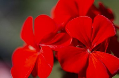 Çiçek arkaplan. Parlak kırmızı sardunya çiçekleri yakın plan