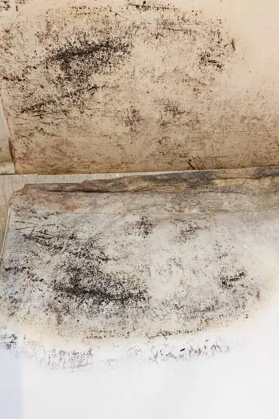 Black mold on the wall and wallpaper. Dangerous to health