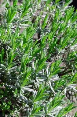 Lavanta çalılarının üzerinde taze lahanalar. Bitkiler. Lavanta