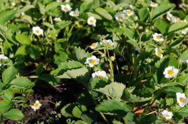 Bir parça çilek. Bahçede çiçek açan çilek çalıları