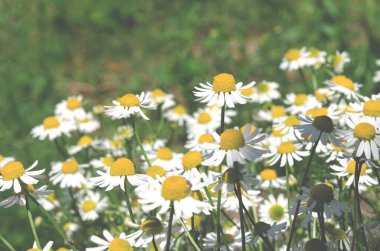 Papatya tarlası. Bahçedeki organik şifalı papatya çayı