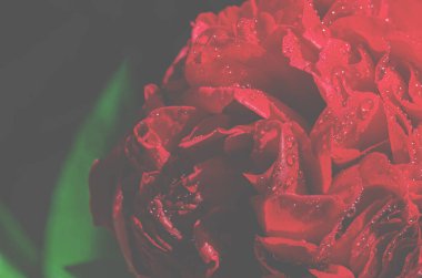 Bahar çiçekleri. Parlak kırmızı şakayık tomurcuğu yakın plan