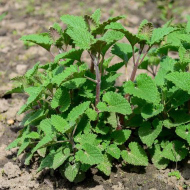 Organik limon merhemi çalıları, Melissa bahçede büyüyor.