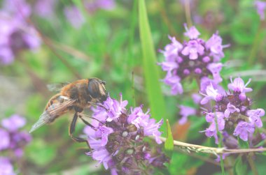 Bir arı kekik çiçeklerinde nektar toplar. Böcekler