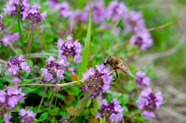Bir arı kekik çiçeklerinde nektar toplar. Böcekler