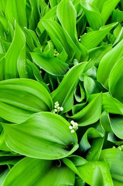 Bahçede tomurcukları olan vadideki genç zambaklar